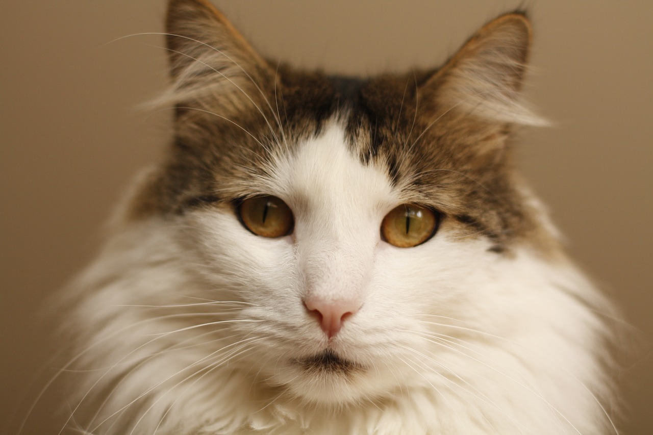 How to Conduct Research on Human-Animal Interactions